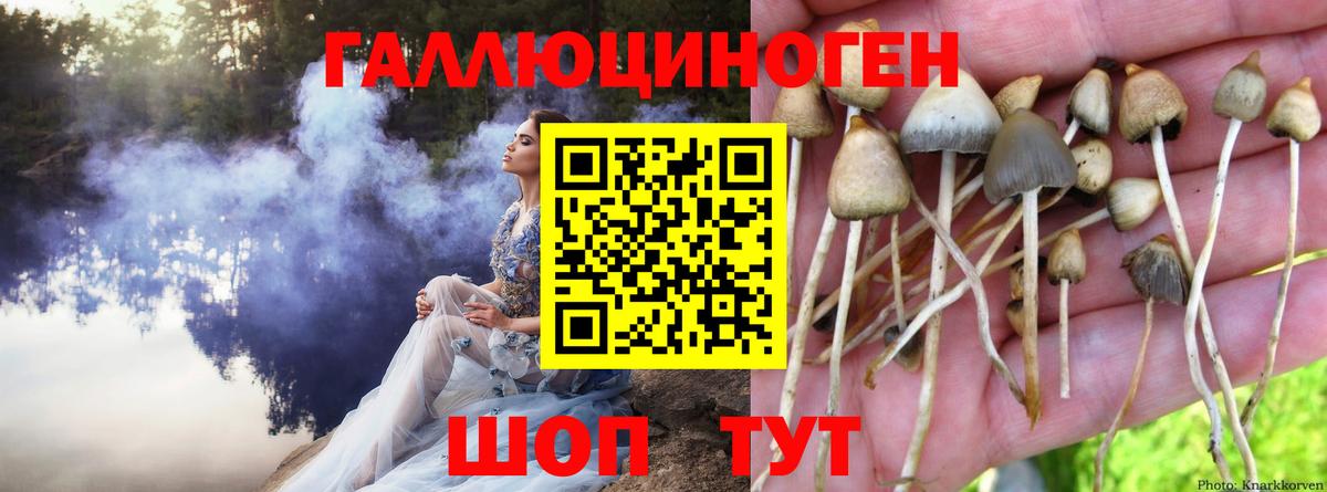 Псилоцибиновые грибы мицелий Мурино